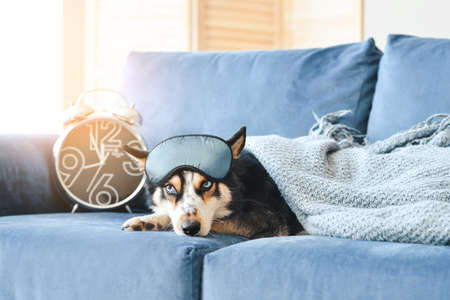 Cute dog with alarm clock and sleep mask on sofa at homeの写真素材