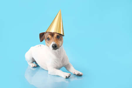 Adorable dog in party hat on color backgroundの写真素材