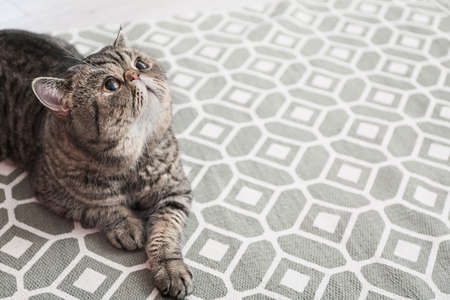 Cute Exotic Shorthair cat lying on carpet at homeの写真素材