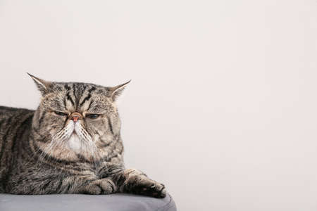 Cute exotic shorthair cat at homeの写真素材