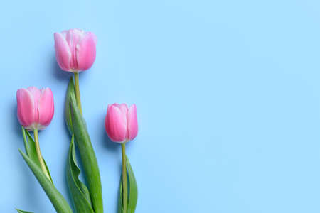 Beautiful flowers on color backgroundの写真素材