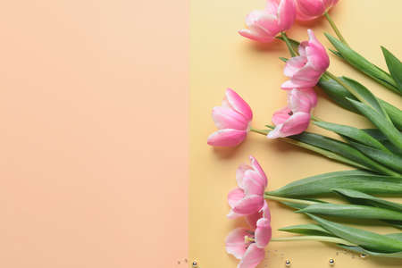 Beautiful tulip flowers on color backgroundの写真素材