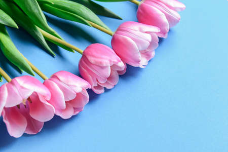 Beautiful tulip flowers on color background