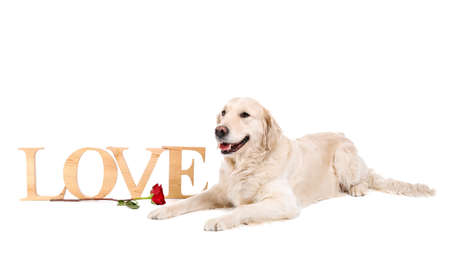 Cute dog with flower and word LOVE on white background. Valentine's day celebrationの写真素材
