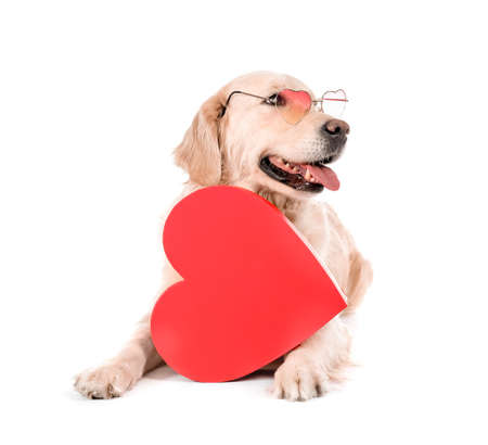 Cute dog with gift box on white background. Valentine's day celebration