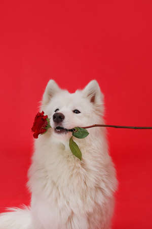 Cute Samoyed dog with flower on color background. Valentine's day celebrationの写真素材