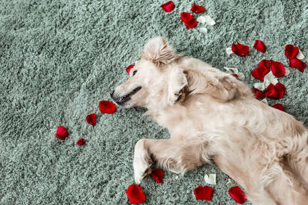 Cute dog lying on carpet with rose petals. Valentine's day celebrationの写真素材