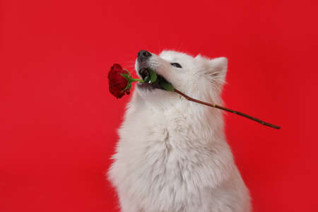 Cute Samoyed dog with flower on color background. Valentine's day celebrationの写真素材