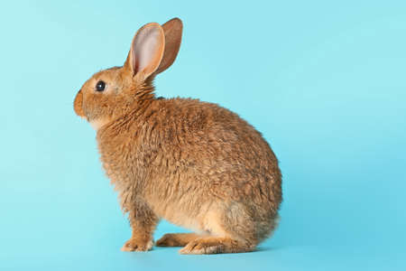 Cute fluffy rabbit on color backgroundの写真素材