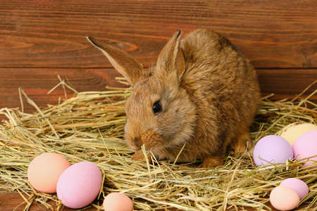 Cute fluffy rabbit with Easter eggs and hay on wooden background
