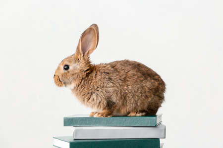 Cute fluffy rabbit with books on light backgroundの写真素材