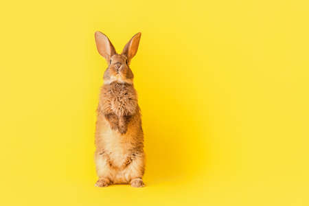 Cute fluffy rabbit on color backgroundの写真素材