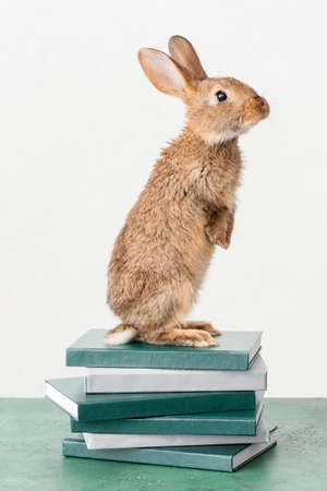 Cute fluffy rabbit with books on table against light backgroundの写真素材