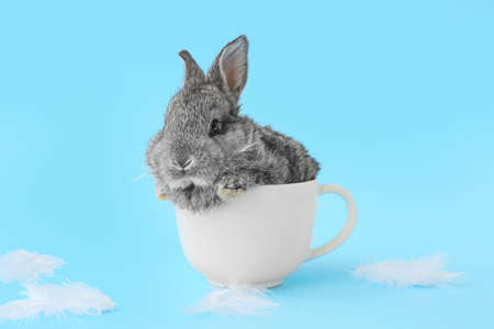 Cute fluffy rabbit in cup on color backgroundの写真素材
