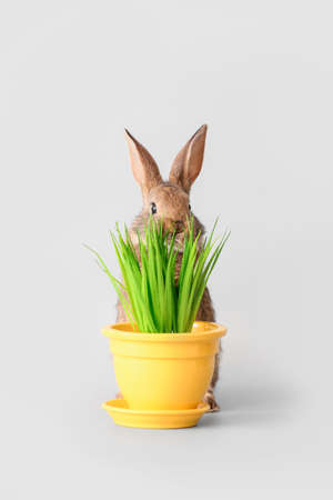 Cute fluffy rabbit with plant in pot on light backgroundの写真素材