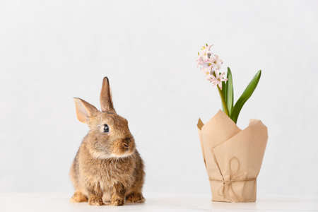 Cute fluffy rabbit with spring plant on light backgroundの写真素材