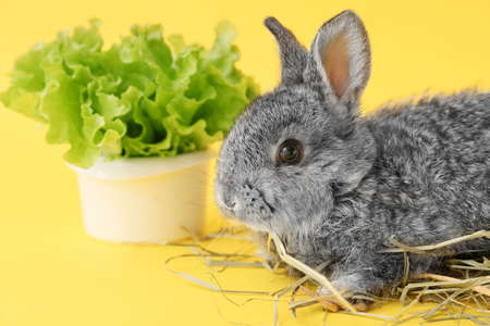 Cute fluffy rabbit and bunch of salad on color backgroundの写真素材