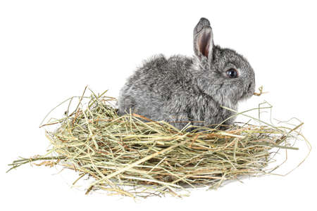 Cute fluffy rabbit with hay on white backgroundの写真素材