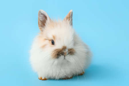 Cute fluffy rabbit on color background