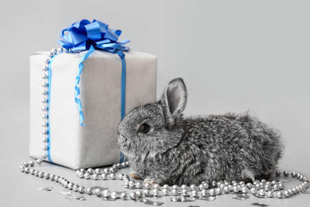 Cute fluffy rabbit and gift on gray backgroundの写真素材