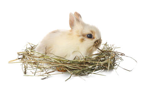 Cute fluffy rabbit on white backgroundの写真素材