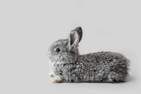 Cute fluffy rabbit on gray background