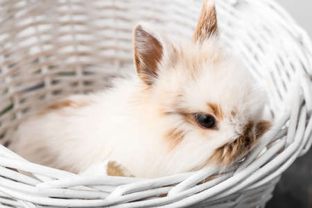 Cute fluffy rabbit in wicker basketの写真素材