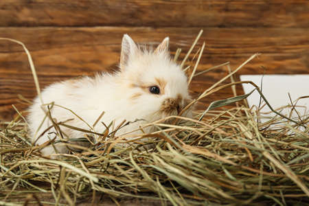Cute fluffy rabbit on wooden backgroundの写真素材