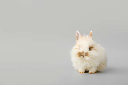 Cute fluffy rabbit on gray backgroundの写真素材