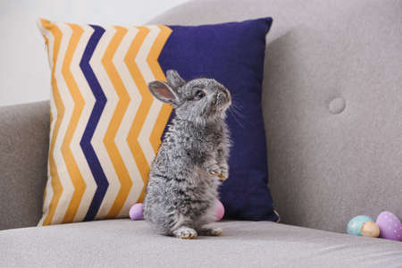 Cute rabbit and Easter eggs on sofaの写真素材