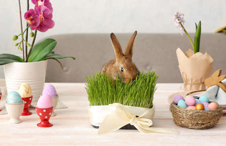Cute rabbit, green grass and Easter eggs on tableの写真素材