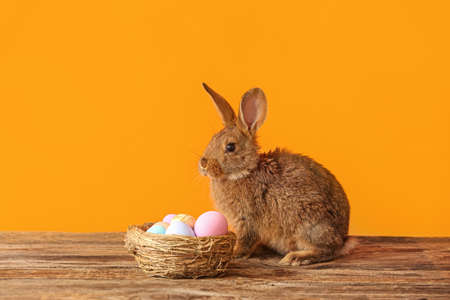 Cute rabbit and nest with Easter eggs on color background