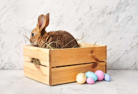 Cute rabbit in wooden box and Easter eggs on light background