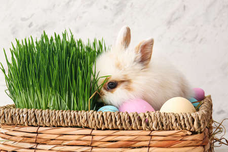 Cute rabbit in basket with Easter eggs and green grass on light backgroundの写真素材