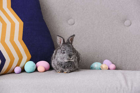 Cute rabbit and Easter eggs on sofaの写真素材