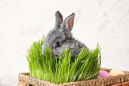Cute rabbit in basket with Easter eggs and green grass on light background