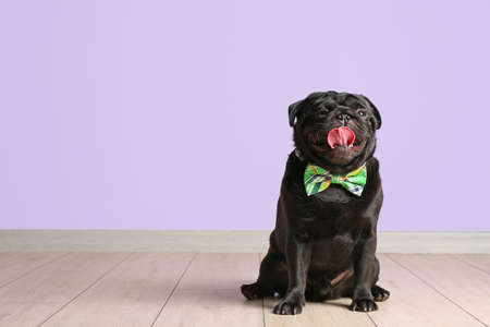 Cute dog with green bowtie near color wall. St. Patrick's day celebrationの写真素材