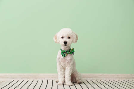 Cute dog with green bowtie near color wall. St. Patrick's day celebrationの写真素材