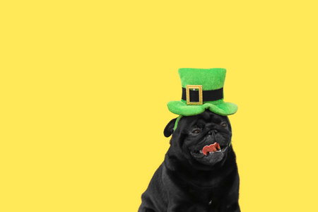 Cute dog with green hat on color background. St. Patrick's day celebrationの写真素材