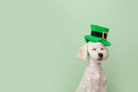 Cute dog with green hat on color background. St. Patrick's day celebration