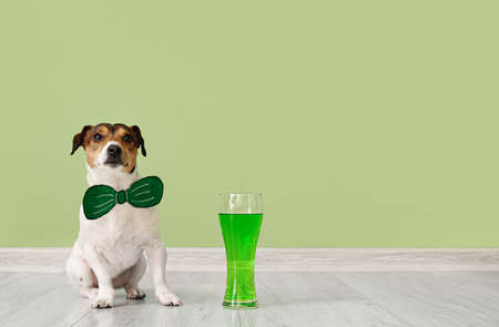 Cute dog with green bowtie and glass of beer near color wall. St. Patrick's day celebrationの写真素材