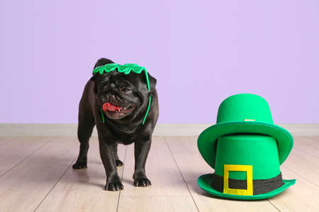 Cute dog with green hats and eyeglasses near color wall. St. Patrick's day celebrationの写真素材