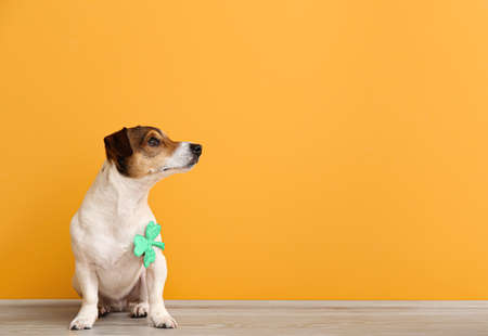 Cute dog with clover leaf near color wall. St. Patrick's day celebrationの写真素材