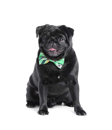 Cute dog with green bowtie on white background. St. Patrick's day celebrationの写真素材