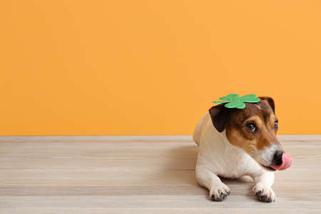 Cute dog with clover leaf near color wall. St. Patrick's day celebration