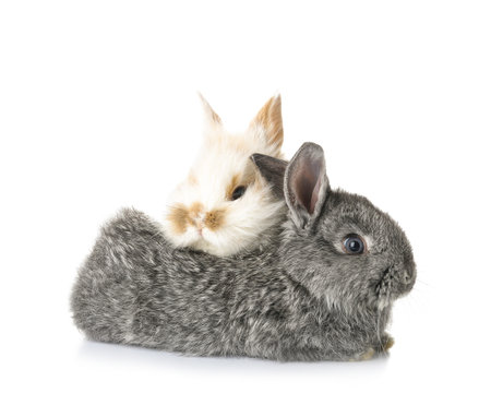 Cute funny rabbits on white backgroundの写真素材