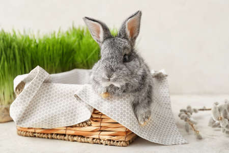 Cute rabbit in wicker box on light backgroundの写真素材