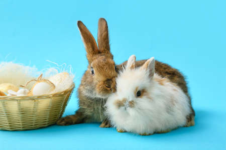 Cute rabbits and basket with Easter eggs on color backgroundの写真素材