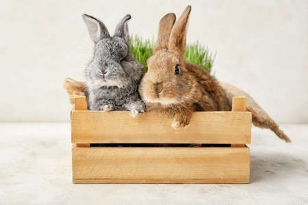 Cute funny rabbits in wooden box on light backgroundの写真素材