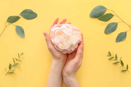 Female hands with flower on color backgroundの写真素材